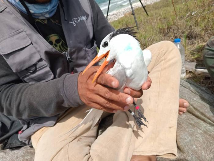 GPS en aves marinas, un hito en Cuba