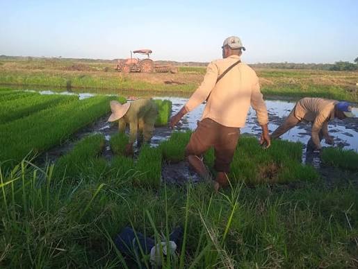 Inició  campaña  de primavera en siembra de arroz