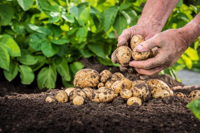 Comenzó VI Congreso Internacional de Ciencias Agropecuarias