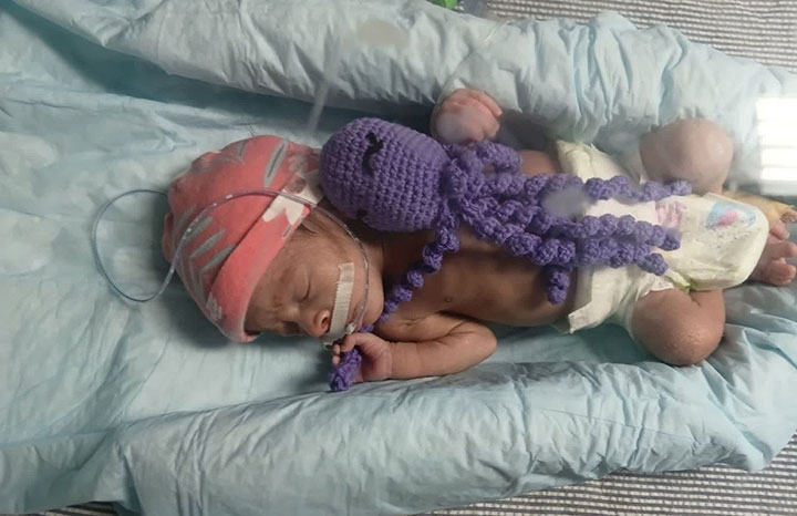 Pinar del Río comienza el uso de pulpos neonatales