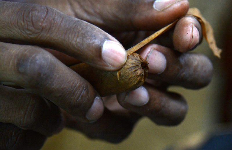 Manos mágicas que producen el mejor habano del mundo