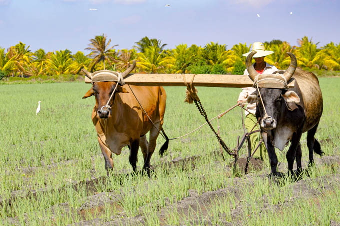 Asumen productores transformaciones agropecuarias