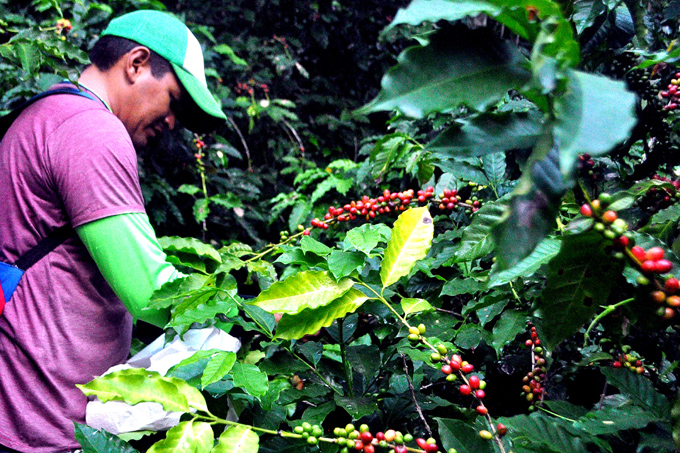 Granma enfrenta los  retos de la zafra cafetalera