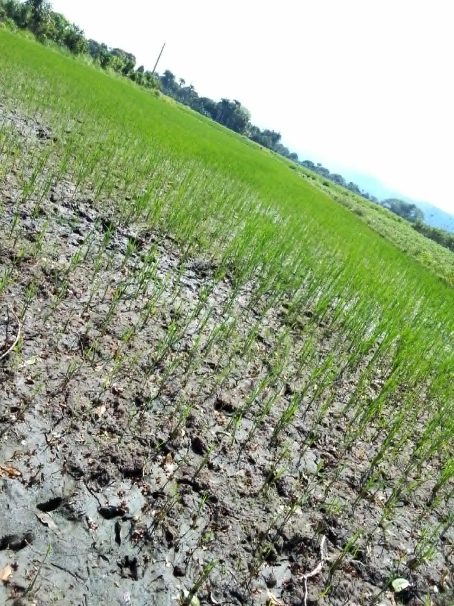 Desafíos en el campo
