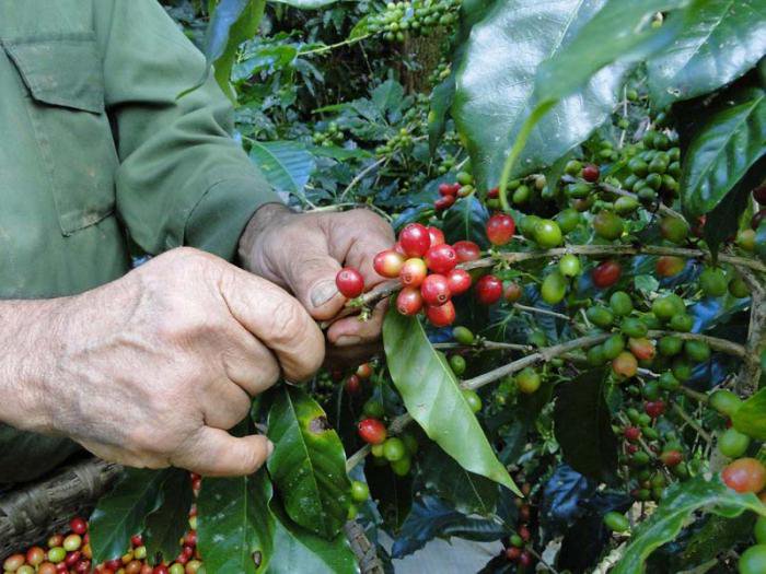 Maduración del café a la vista