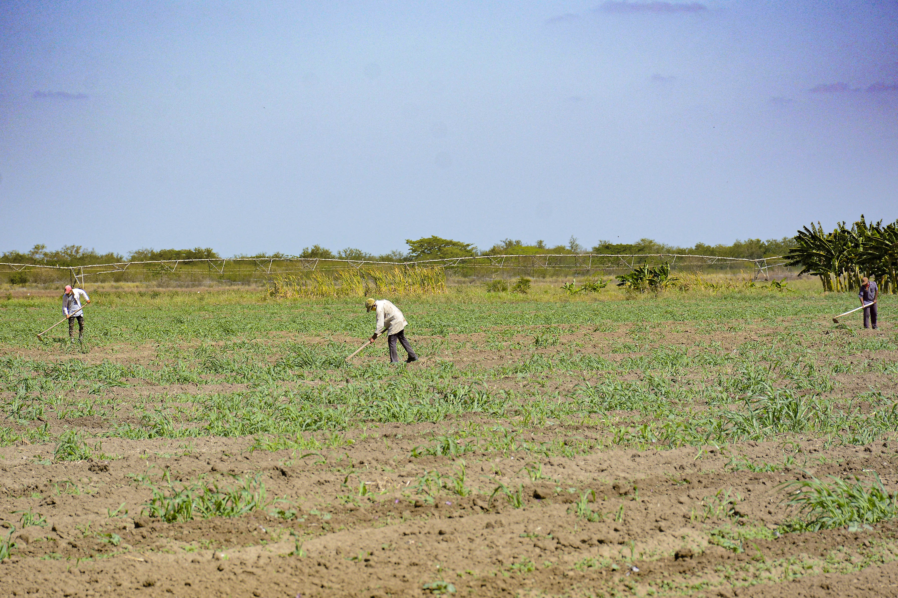 Comprometidos agropecuarios granmenses con incrementar producción de alimentos