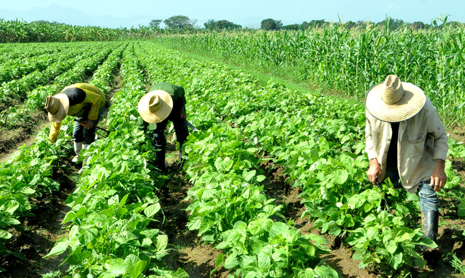 Orienta Sanidad Vegetal  medidas de protección en cultivos agrícolas